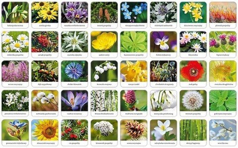 Gra Flora Polski memory Gra Flora Polski memory