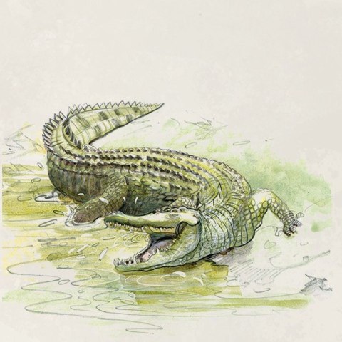 Gra Śladami Darwina Gra Śladami Darwina