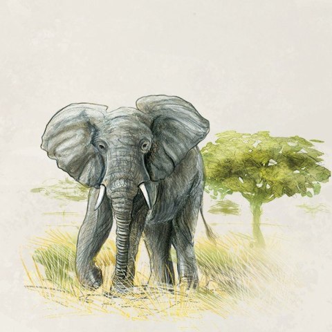 Gra Śladami Darwina Gra Śladami Darwina